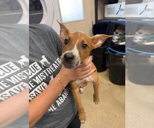Mutt Dogs for adoption in Rockwall, TX, USA