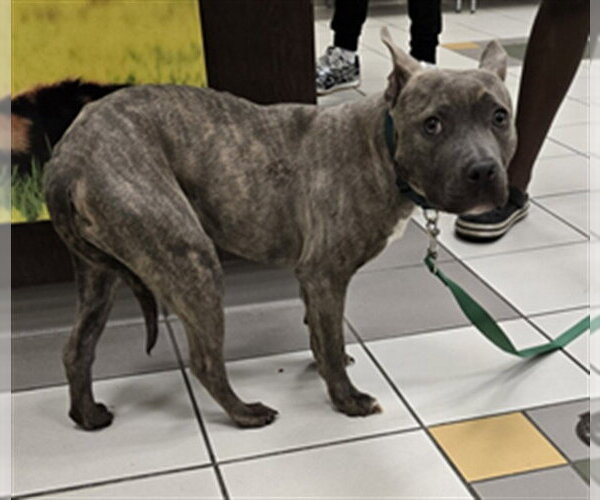 Medium Photo #1 American Pit Bull Terrier Puppy For Sale in Derwood, MD, USA