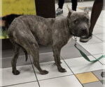 Small American Pit Bull Terrier
