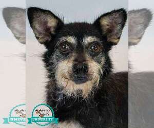 Dachshund-Unknown Mix Dogs for adoption in Kennesaw, GA, USA