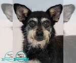 Small Dachshund Mix