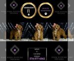 Small #5 Cavapoo