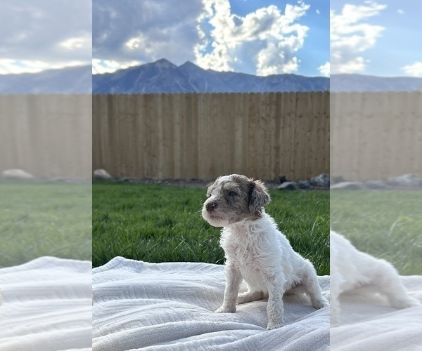 Medium Photo #8 Poodle (Standard) Puppy For Sale in GARDNERVILLE, NV, USA