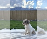 Small Photo #8 Poodle (Standard) Puppy For Sale in GARDNERVILLE, NV, USA