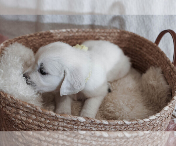 Medium Photo #1 English Cream Golden Retriever Puppy For Sale in MALDEN, MA, USA