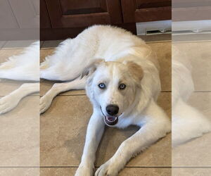 - Mix Dogs for adoption in Bountiful, UT, USA
