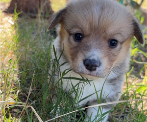 Medium Pembroke Welsh Corgi