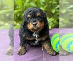 Small Photo #10 Miniature Bernedoodle Puppy For Sale in DUNDEE, OH, USA