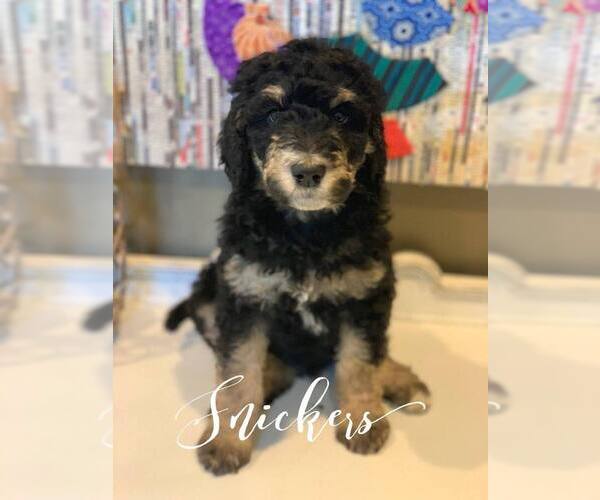 Medium Photo #15 Bernedoodle Puppy For Sale in BENTON, KY, USA
