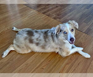 Australian Shepherd Dogs for adoption in Valrico, FL, USA