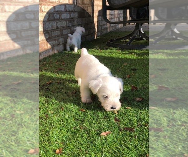 Medium Photo #11 Schnauzer (Miniature) Puppy For Sale in JEFFERSON, GA, USA