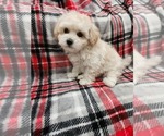 Small Photo #3 Maltese-Poodle (Toy) Mix Puppy For Sale in GRANDVILLE, MI, USA
