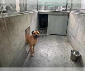 American Pit Bull Terrier Dogs for adoption in Pasadena, CA, USA