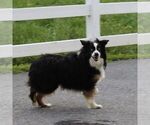 Small Photo #1 Miniature Australian Shepherd Puppy For Sale in NEW PROVIDENCE, PA, USA