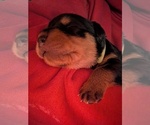 Small #5 Rottweiler