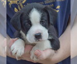 Small Photo #4 American Bulldog-Unknown Mix Puppy For Sale in Huntley, IL, USA
