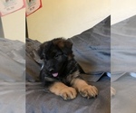 Small Photo #1 German Shepherd Dog Puppy For Sale in NUEVO, CA, USA