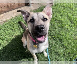 German Shepherd Dog-Unknown Mix Dogs for adoption in Plano, TX, USA