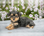 Puppy Dante YorkiePoo