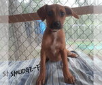 Small Mutt