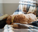 Small Photo #43 Goldendoodle (Miniature) Puppy For Sale in DALLAS, OR, USA