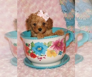 Poodle (Toy) Puppy for sale in WARRENSBURG, MO, USA