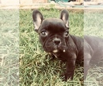Small Photo #5 French Bulldog Puppy For Sale in AFTON, WY, USA