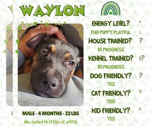 Doberman Pinscher-Unknown Mix Dogs for adoption in New Oxford , PA, USA