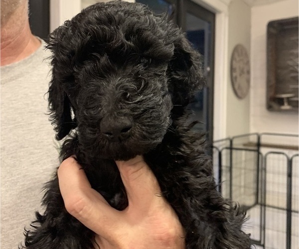 Medium Photo #1 Poodle (Standard) Puppy For Sale in PLANT CITY, FL, USA