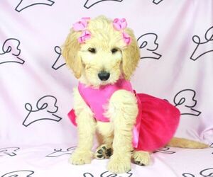 Goldendoodle (Miniature) Puppy for sale in LAS VEGAS, NV, USA