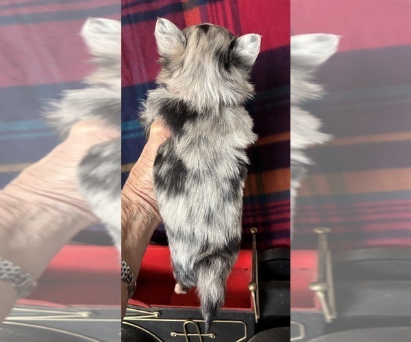 Medium Photo #5 Chihuahua Puppy For Sale in NEWVILLE, PA, USA