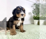 Small #4 Bernedoodle (Miniature)