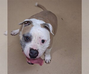 Bulldog Dogs for adoption in Chula Vista, CA, USA