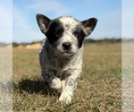 Small #1 Australian Cattle Dog