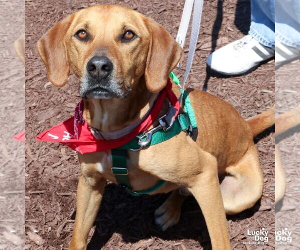 Medium Photo #18 Mutt Puppy For Sale in Washington, DC, USA