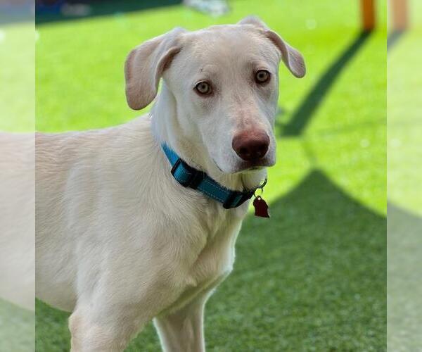 Medium Photo #4 Labrador Retriever-Unknown Mix Puppy For Sale in San Diego, CA, USA
