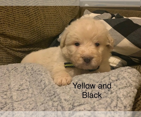 Medium Photo #18 Pyredoodle Puppy For Sale in MARION, IN, USA