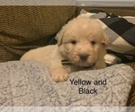 Small Photo #18 Pyredoodle Puppy For Sale in MARION, IN, USA