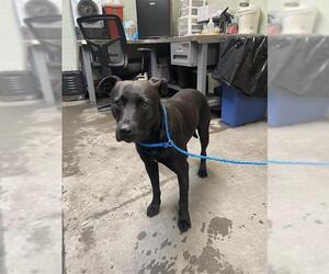 Mutt Dogs for adoption in Stockton, CA, USA