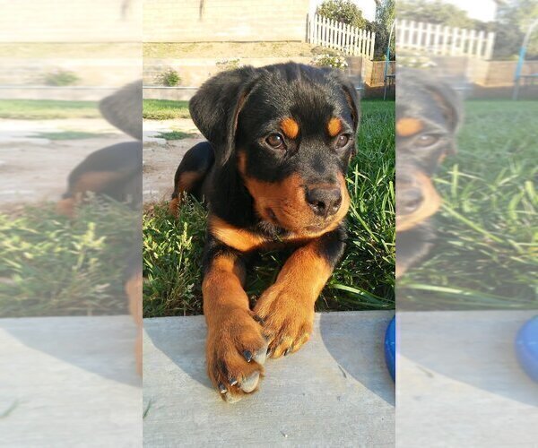 Medium Photo #58 Rottweiler Puppy For Sale in OAK GLEN, CA, USA