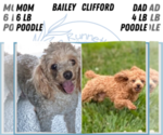 Small #5 Poodle (Toy)