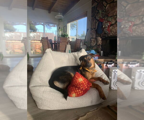 Medium Photo #4 Shepradors Puppy For Sale in Dana Point, CA, USA