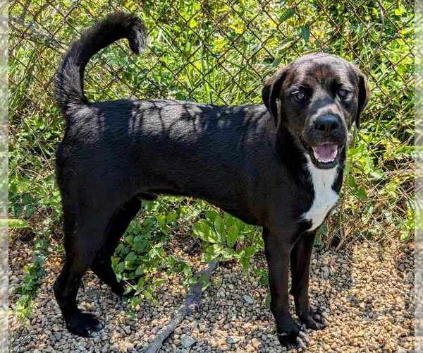 Medium Photo #3 Feist Terrier-Labrador Retriever Mix Puppy For Sale in Anniston, AL, USA