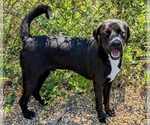 Small #2 Feist Terrier-Labrador Retriever Mix