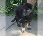 Small #10 German Shepherd Dog