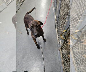 Mutt Dogs for adoption in Glen Allen, VA, USA