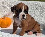 Puppy Mia Boxer