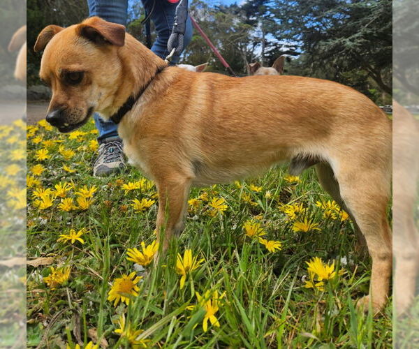 Medium Photo #14 Puggle Puppy For Sale in San Francisco, CA, USA