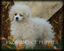 Small Photo #82 Poodle (Miniature) Puppy For Sale in COPPOCK, IA, USA