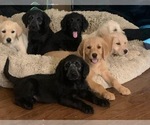 Small Photo #1 Labradoodle Puppy For Sale in HASLET, TX, USA